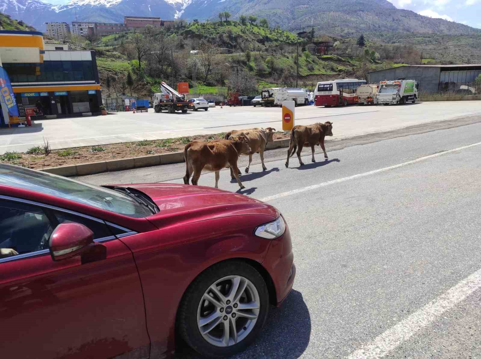Batman’da yola çıkan büyükbaş hayvanlar sürücülere zor anlar yaşatıyor
