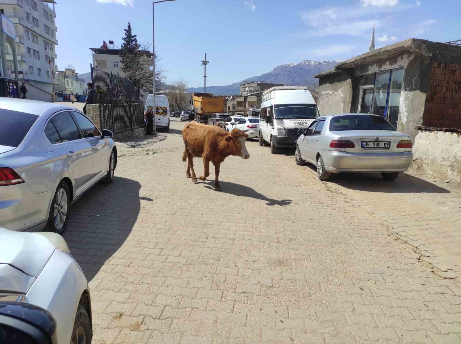 Batman’da yola çıkan büyükbaş hayvanlar sürücülere zor anlar yaşatıyor
