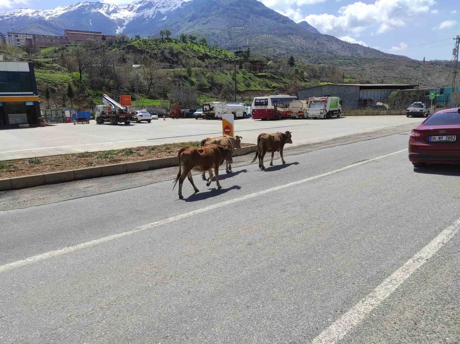 Batman’da yola çıkan büyükbaş hayvanlar sürücülere zor anlar yaşatıyor
