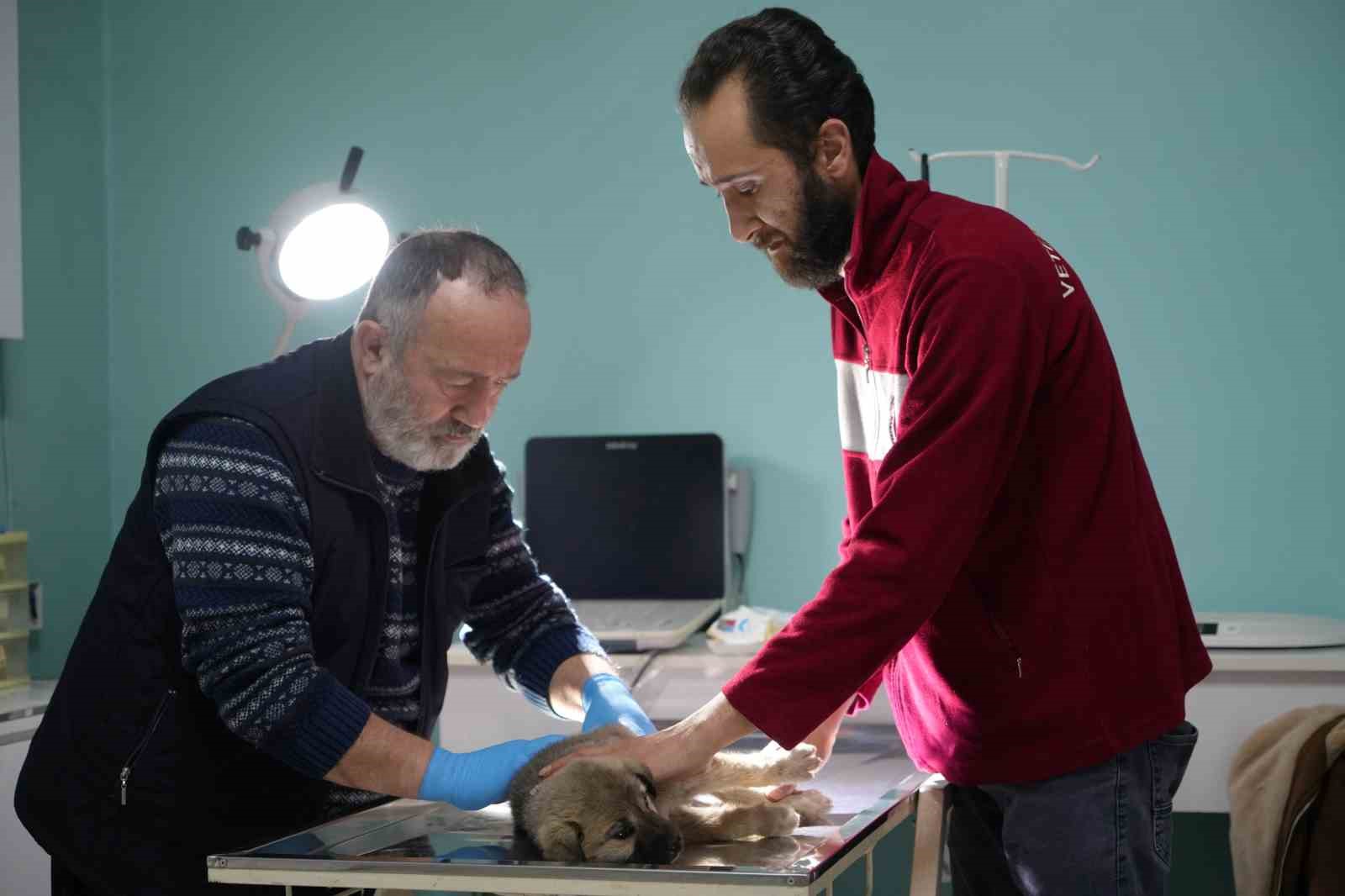 Bayburtlu şoförden insanlık dersi: Başka sürücünün çarpıp kaçtığı yaralı köpeğe umut oldu
