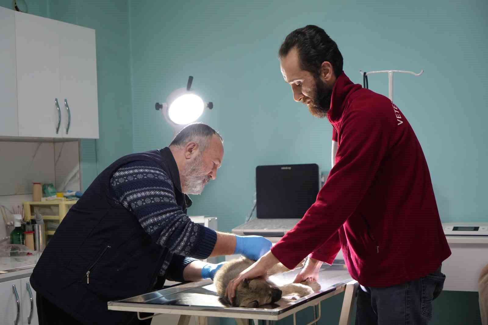 Bayburtlu şoförden insanlık dersi: Başka sürücünün çarpıp kaçtığı yaralı köpeğe umut oldu
