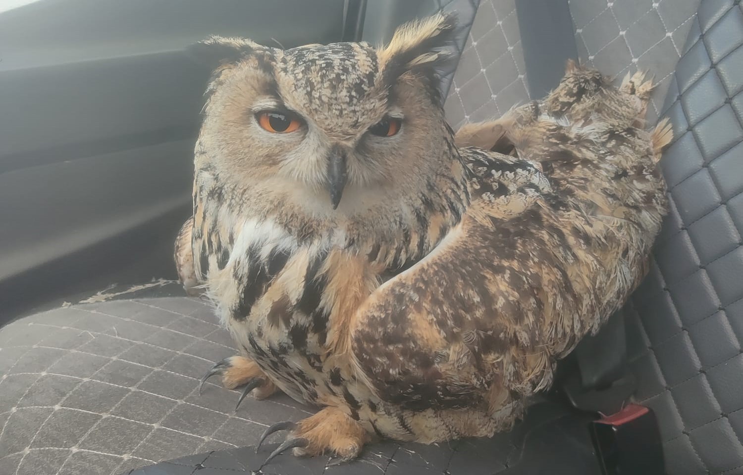 Bayburt’ta bulunan puhuda mantar enfeksiyonu tespit edildi
