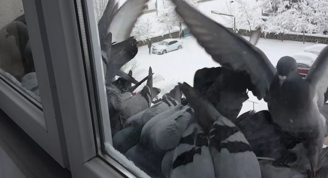 Bayburt’ta dondurucu soğuk: Güvercinler yem bulmak için pencerelere akın etti

