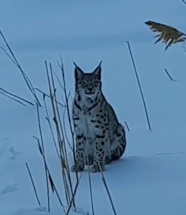 Bayburt’ta karlı arazide görülen vaşak vatandaşları heyecanlandırdı
