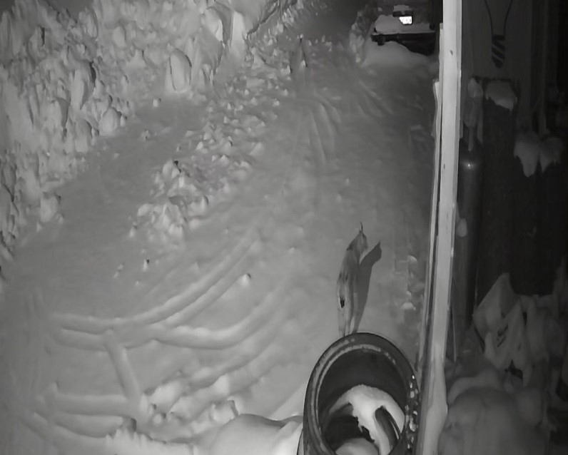 Bayburt’ta köye inen vaşak güvenlik kamerasında: Yol kenarında durup çevreyi izledi
