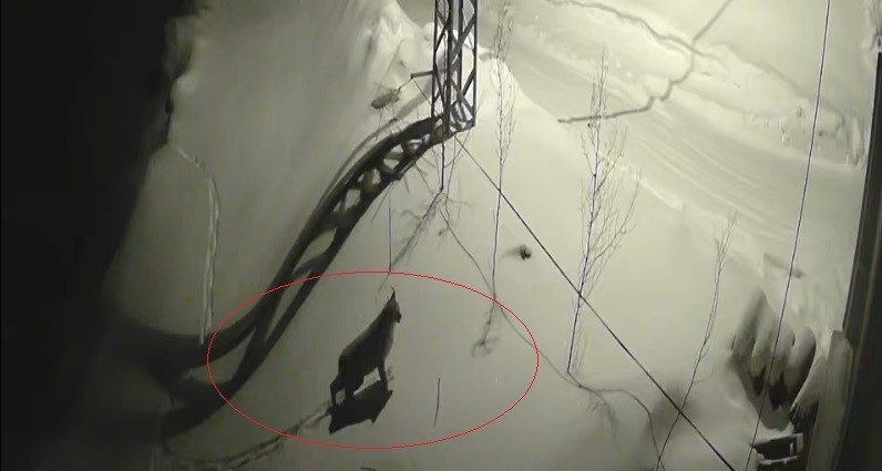 Bayburt’ta köye inen vaşak güvenlik kamerasında: Yol kenarında durup çevreyi izledi
