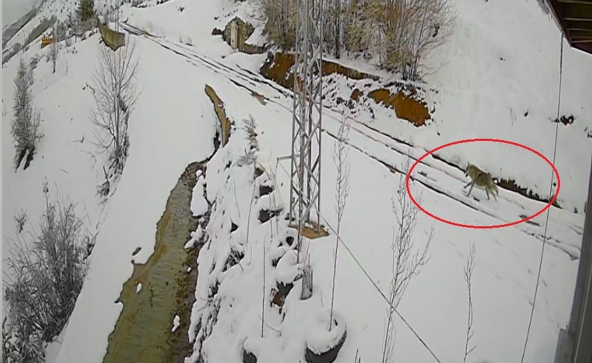 Bayburt’ta nefes kesen kovalamaca: Tavşanın kurdu atlattığı anlar kamerada
