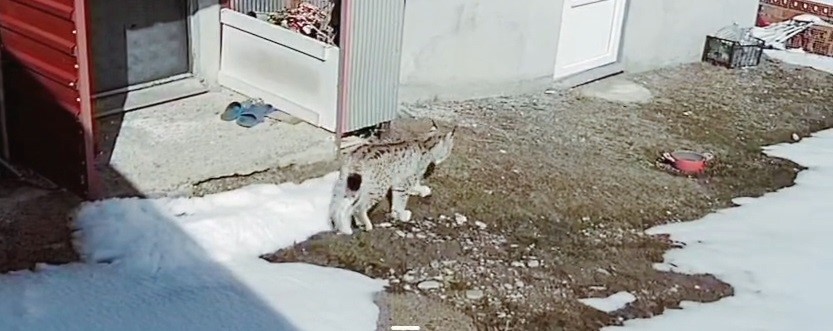 Bayburt’ta vaşağın tavşan avı kamerada
