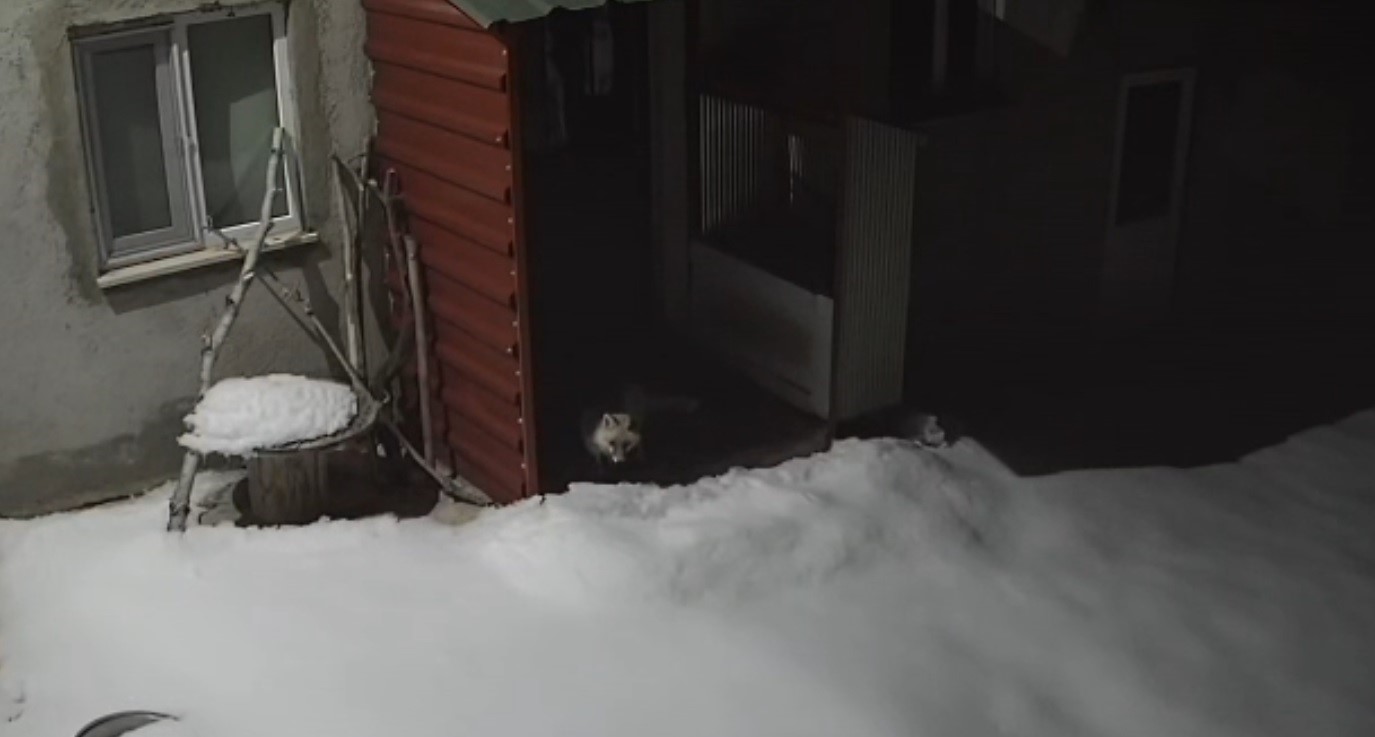 Bayburt’ta vaşaktan sonra bu kez tilki tavşan avladı
