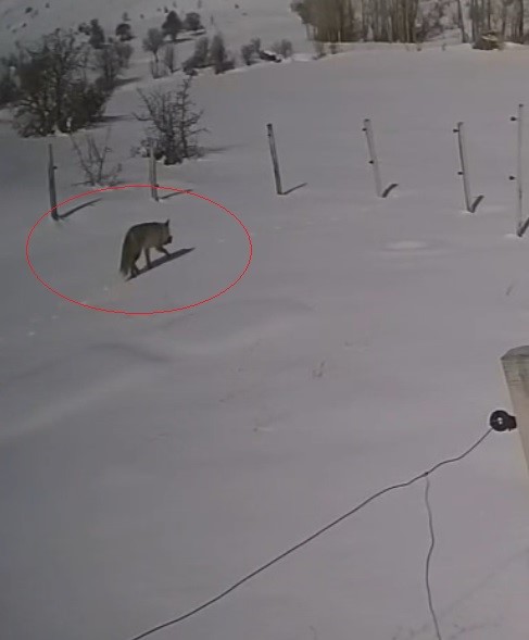 Bayburt’ta vaşaktan sonra bu kez tilki tavşan avladı
