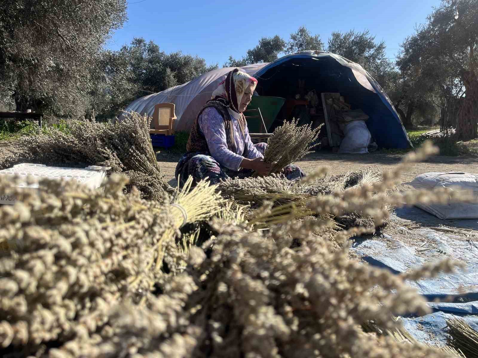 Bayındır nergis kokacak: Nergis ve Kuru Çiçek Festivali başlıyor

