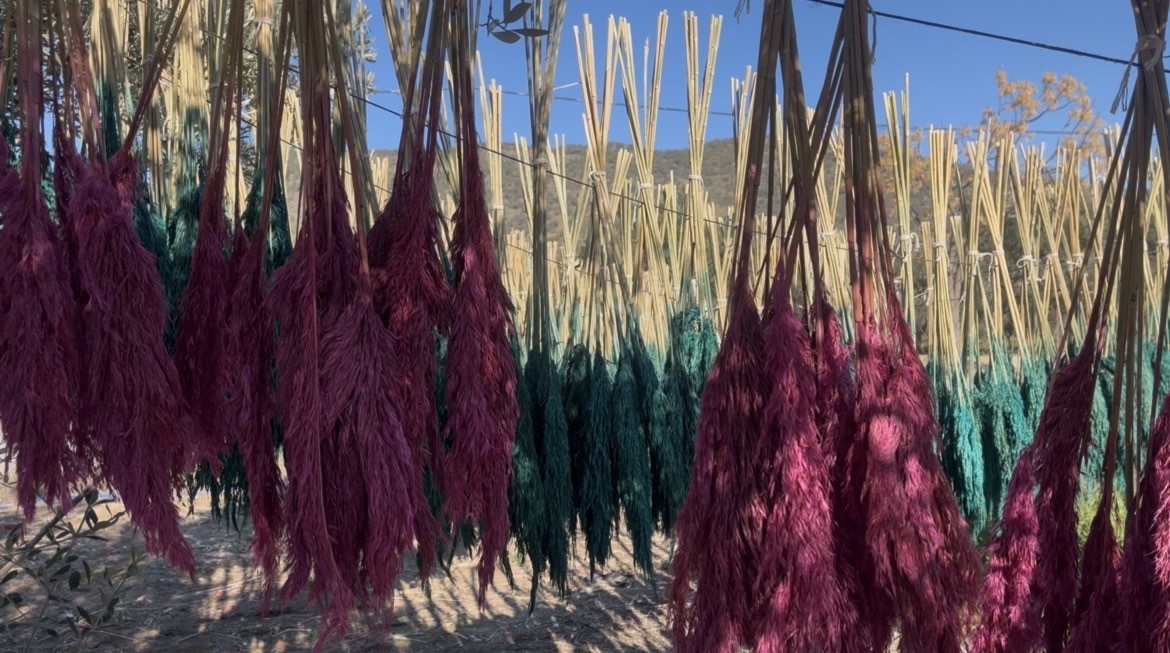 Bayındır nergis kokacak: Nergis ve Kuru Çiçek Festivali başlıyor
