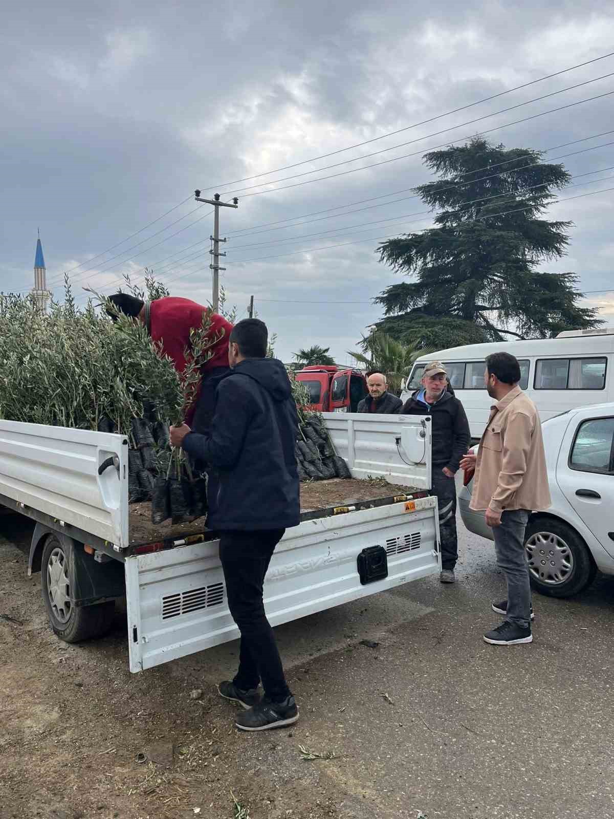 Bayındır’da üreticilere zeytin fidanı desteği
