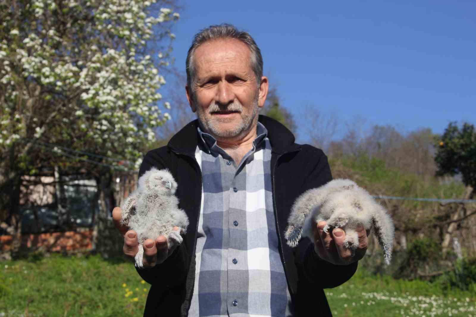 Baykuş ile çiftçinin 20 yıllık dostluğu: Her yıl aynı serendisine yuvalıyor
