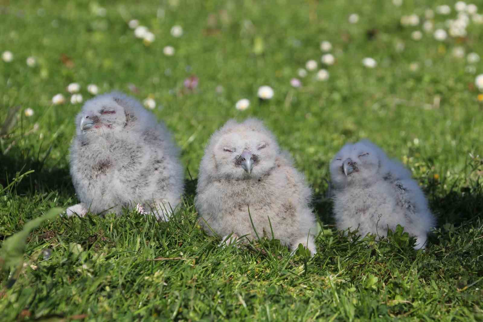 Baykuş ile çiftçinin 20 yıllık dostluğu: Her yıl aynı serendisine yuvalıyor
