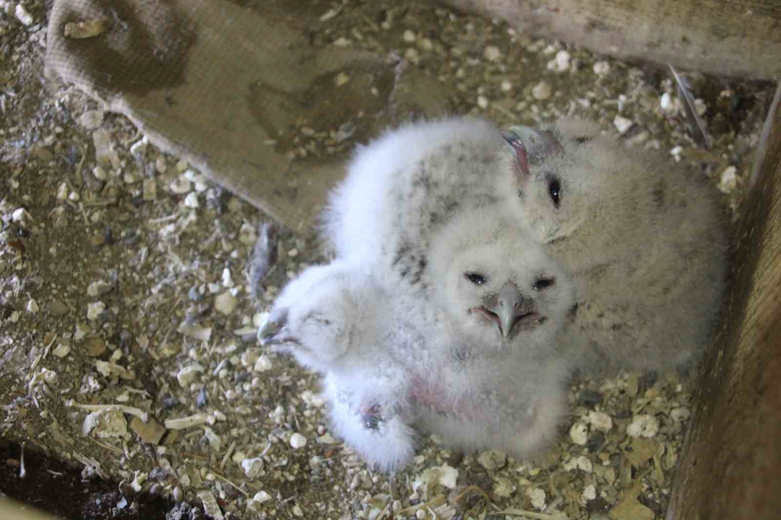 Baykuş ile çiftçinin 20 yıllık dostluğu: Her yıl aynı serendisine yuvalıyor
