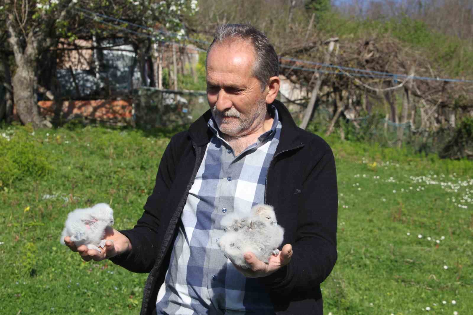 Baykuş ile çiftçinin 20 yıllık dostluğu: Her yıl aynı serendisine yuvalıyor
