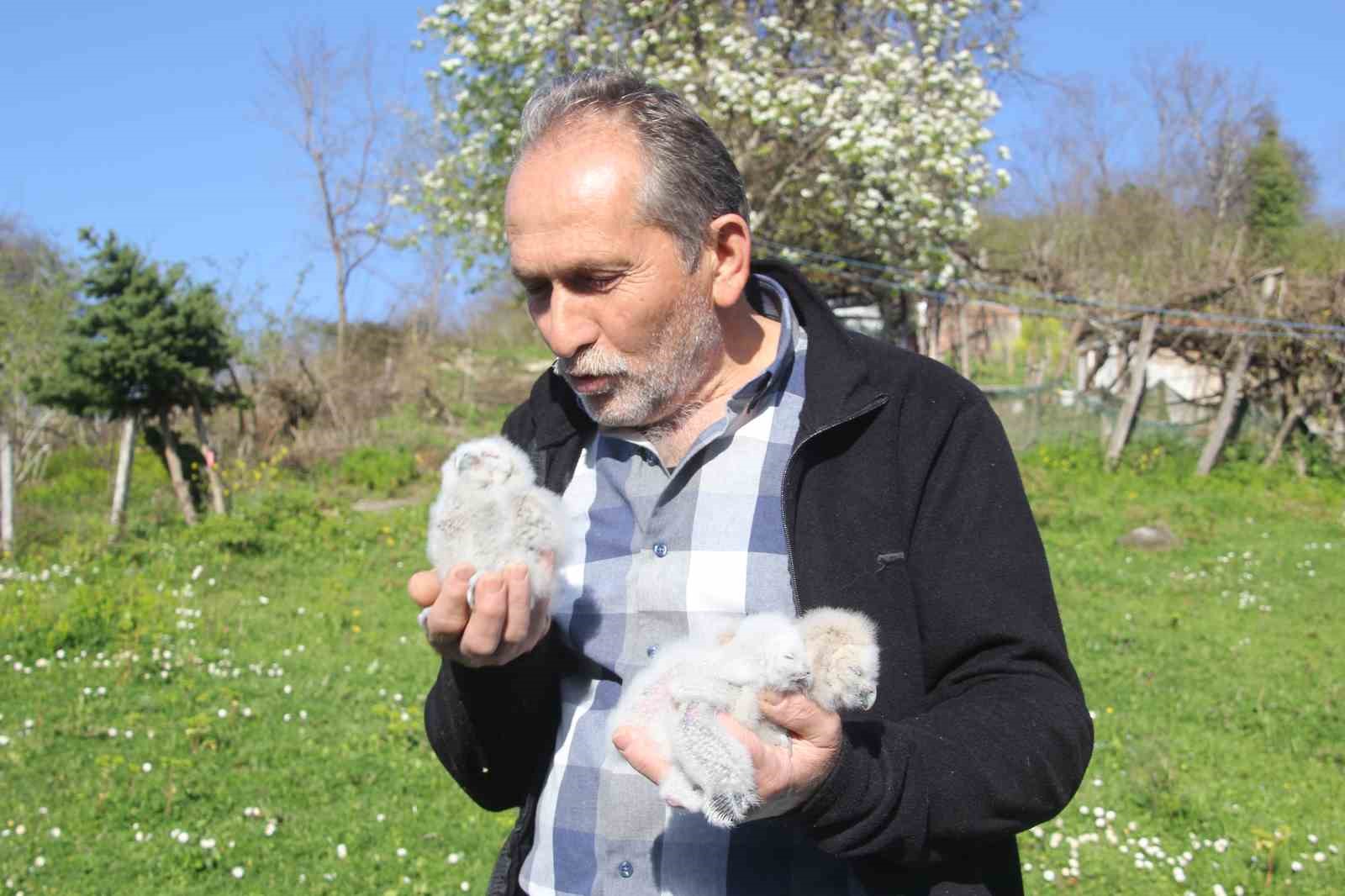 Baykuş ile çiftçinin 20 yıllık dostluğu: Her yıl aynı serendisine yuvalıyor
