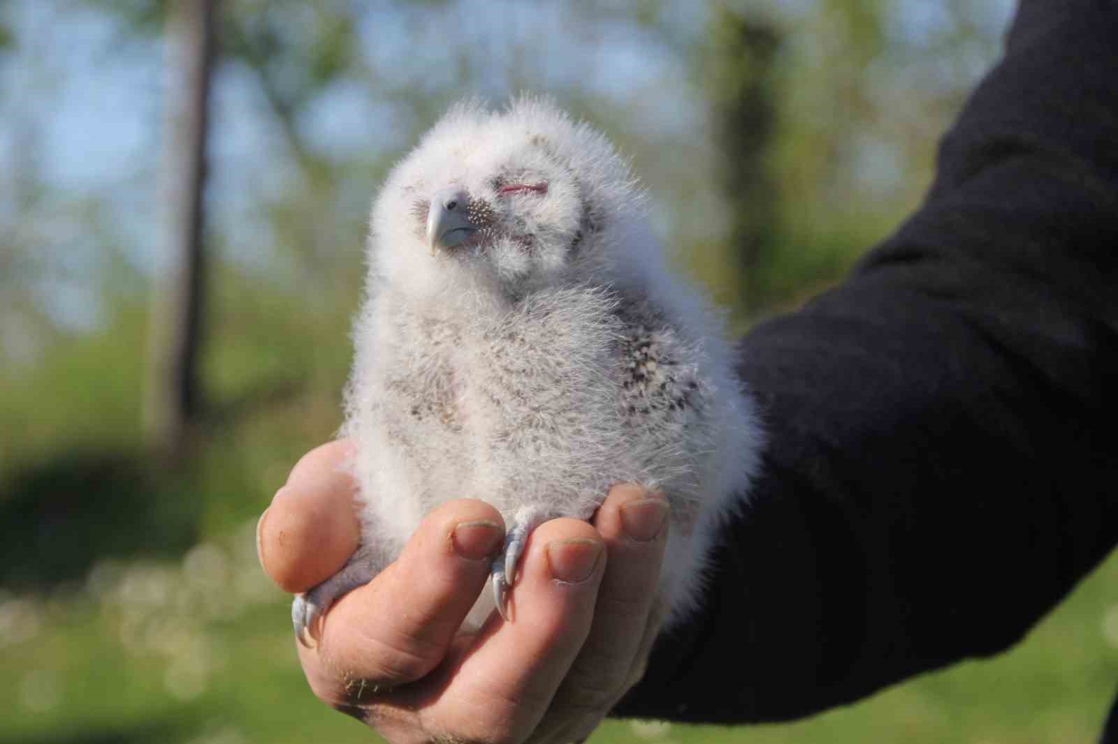 Baykuş ile çiftçinin 20 yıllık dostluğu: Her yıl aynı serendisine yuvalıyor
