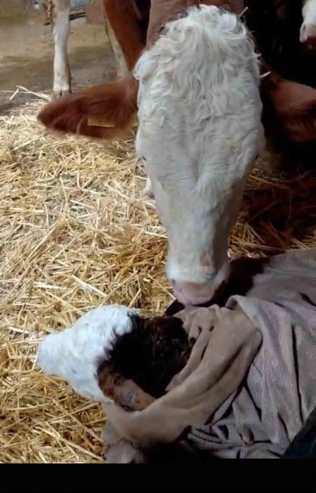 Bayram sabahı doğan buzağıyı görünce türküler söyledi
