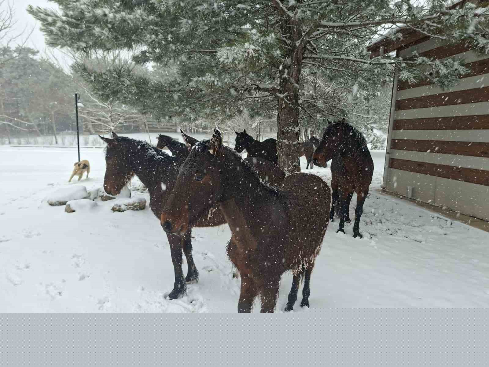 Bayramda Spil’e kar sürprizi
