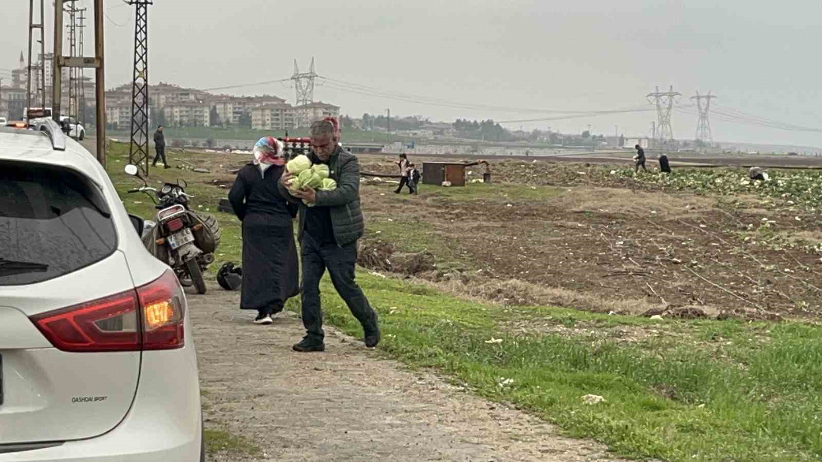 Bedava lahanayı duyan yağmura rağmen tarlaya akın etti
