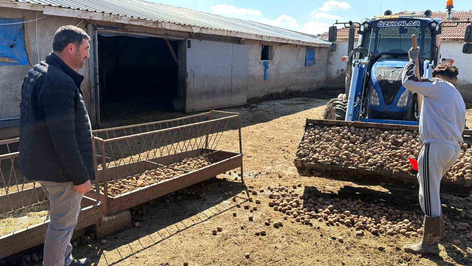 Besiciler hayvanlara patates yedirerek yemden tasarruf ediyor
