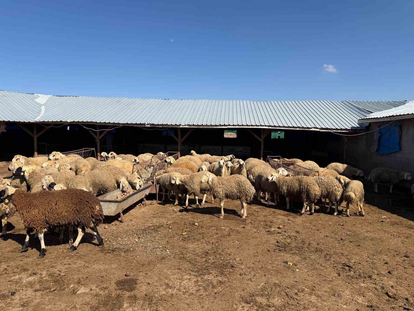 Besiciler hayvanlara patates yedirerek yemden tasarruf ediyor
