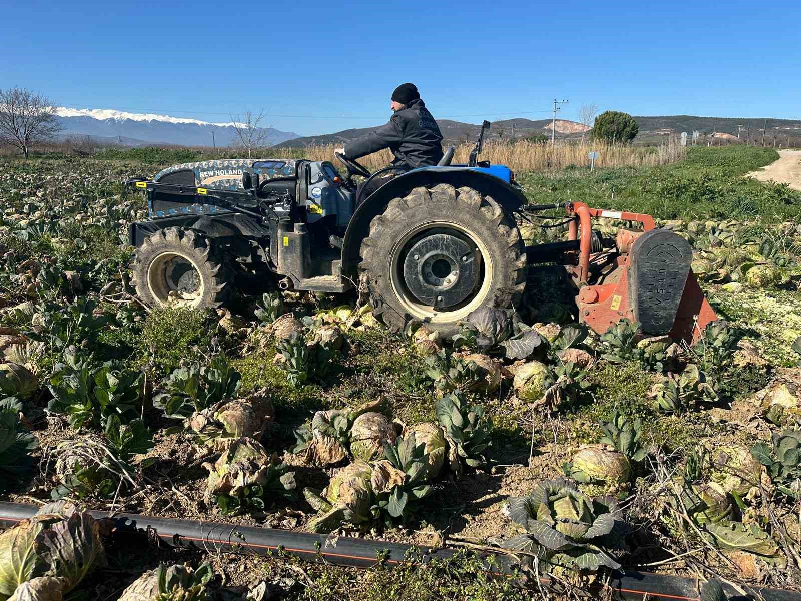 Beyaz lahanada ne çiftçi kazandı ne de tüketici ucuza yedi
