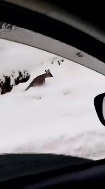 Beyaz örtü üzerinde tatlı karşılaşma: Karaca yola indi
