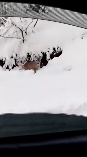 Beyaz örtü üzerinde tatlı karşılaşma: Karaca yola indi
