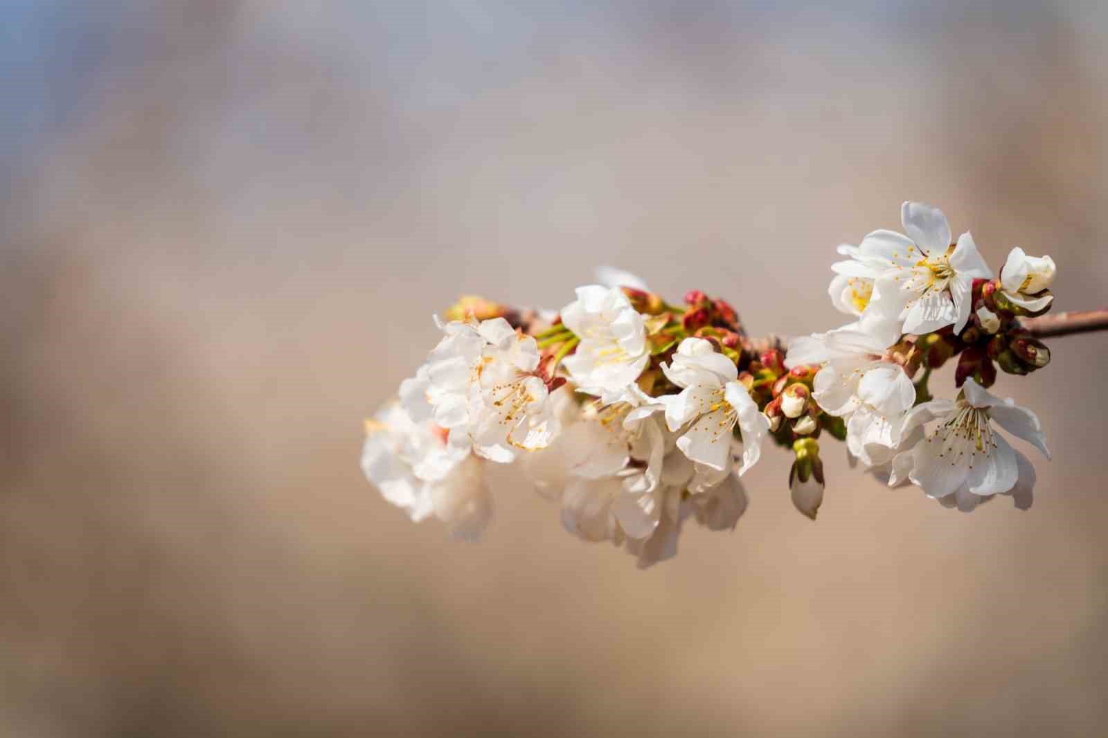 Beyaza bürünen kiraz ağaçları görsel şölen oluşturdu
