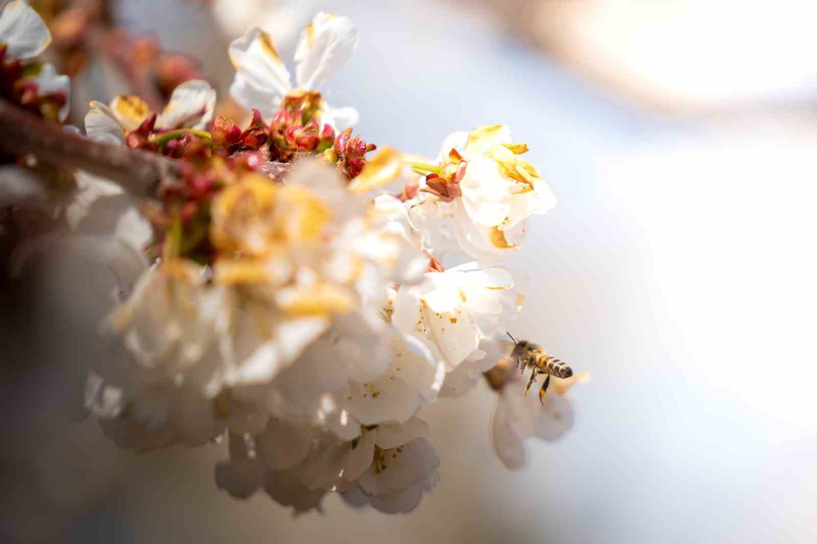 Beyaza bürünen kiraz ağaçları görsel şölen oluşturdu
