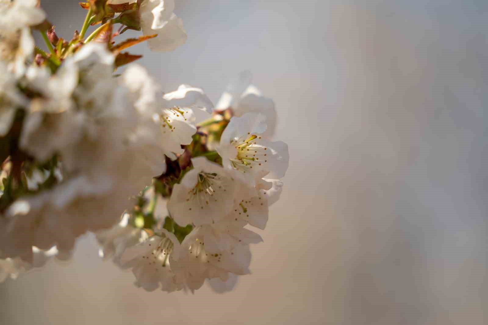 Beyaza bürünen kiraz ağaçları görsel şölen oluşturdu
