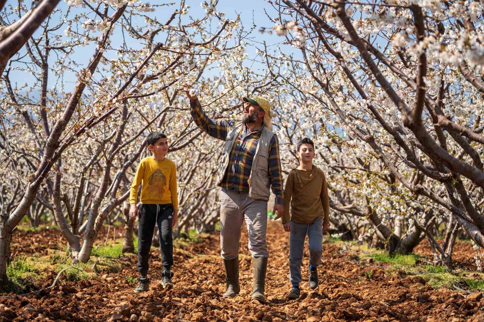 Beyaza bürünen kiraz ağaçları görsel şölen oluşturdu

