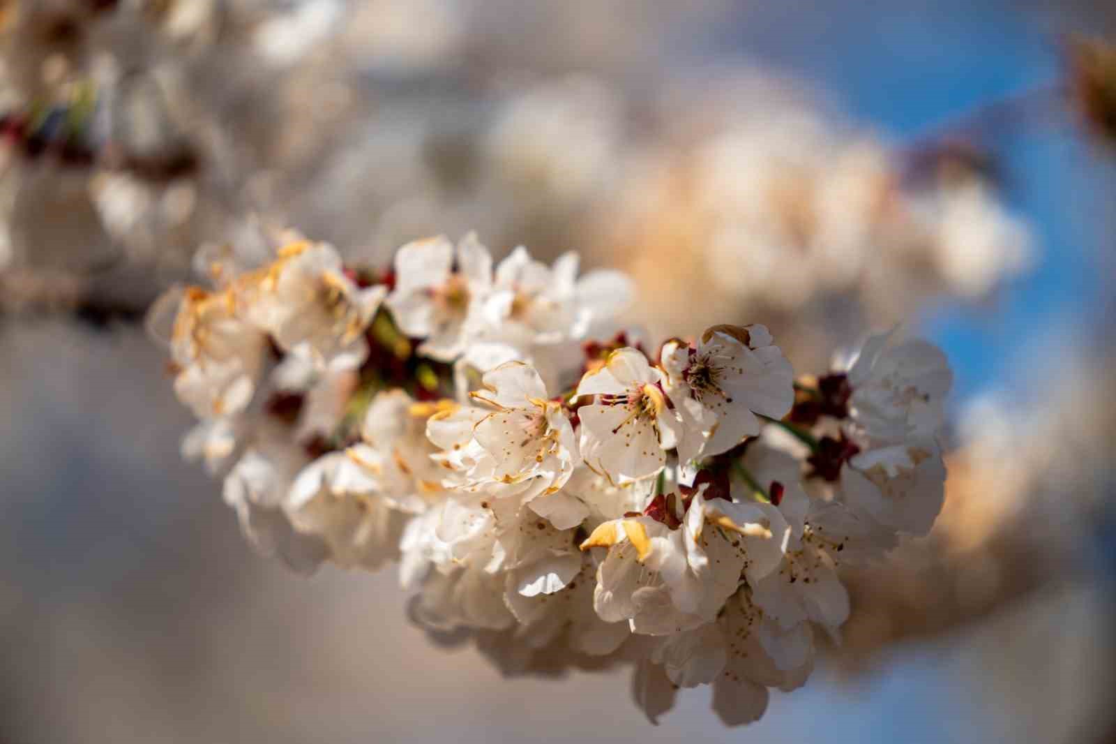 Beyaza bürünen kiraz ağaçları görsel şölen oluşturdu

