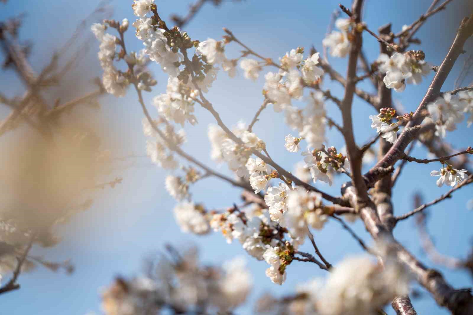 Beyaza bürünen kiraz ağaçları görsel şölen oluşturdu

