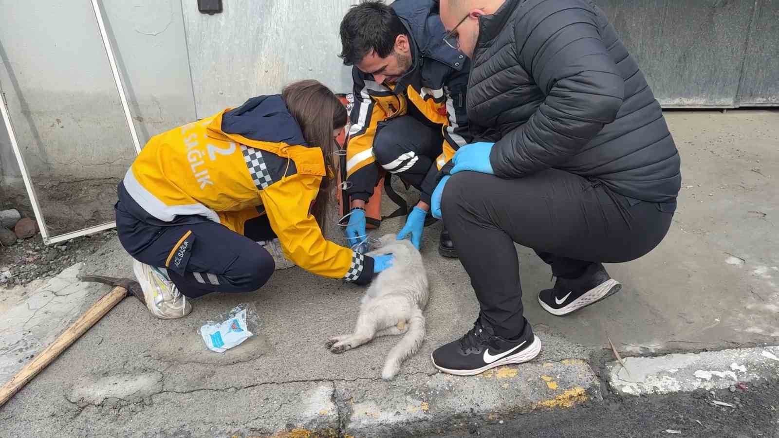 Beyoğlu’nda yangında ölen kedisinin başında sinir krizi geçirdi

