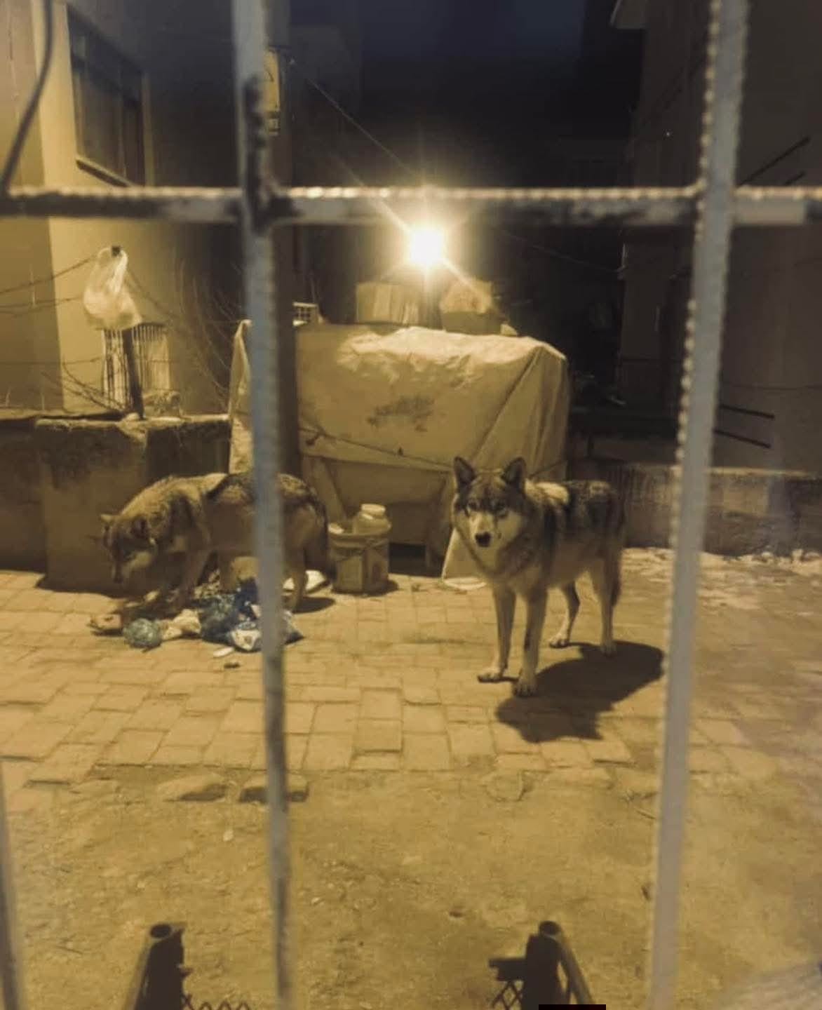 Beypazarı’nda aç kalan kurtlar şehre indi
