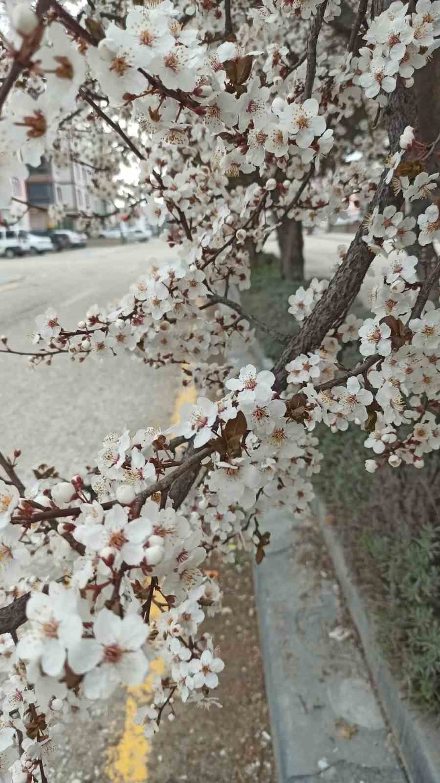 Beypazarı’nda badem ve kayısı ağaçları çiçek açtı
