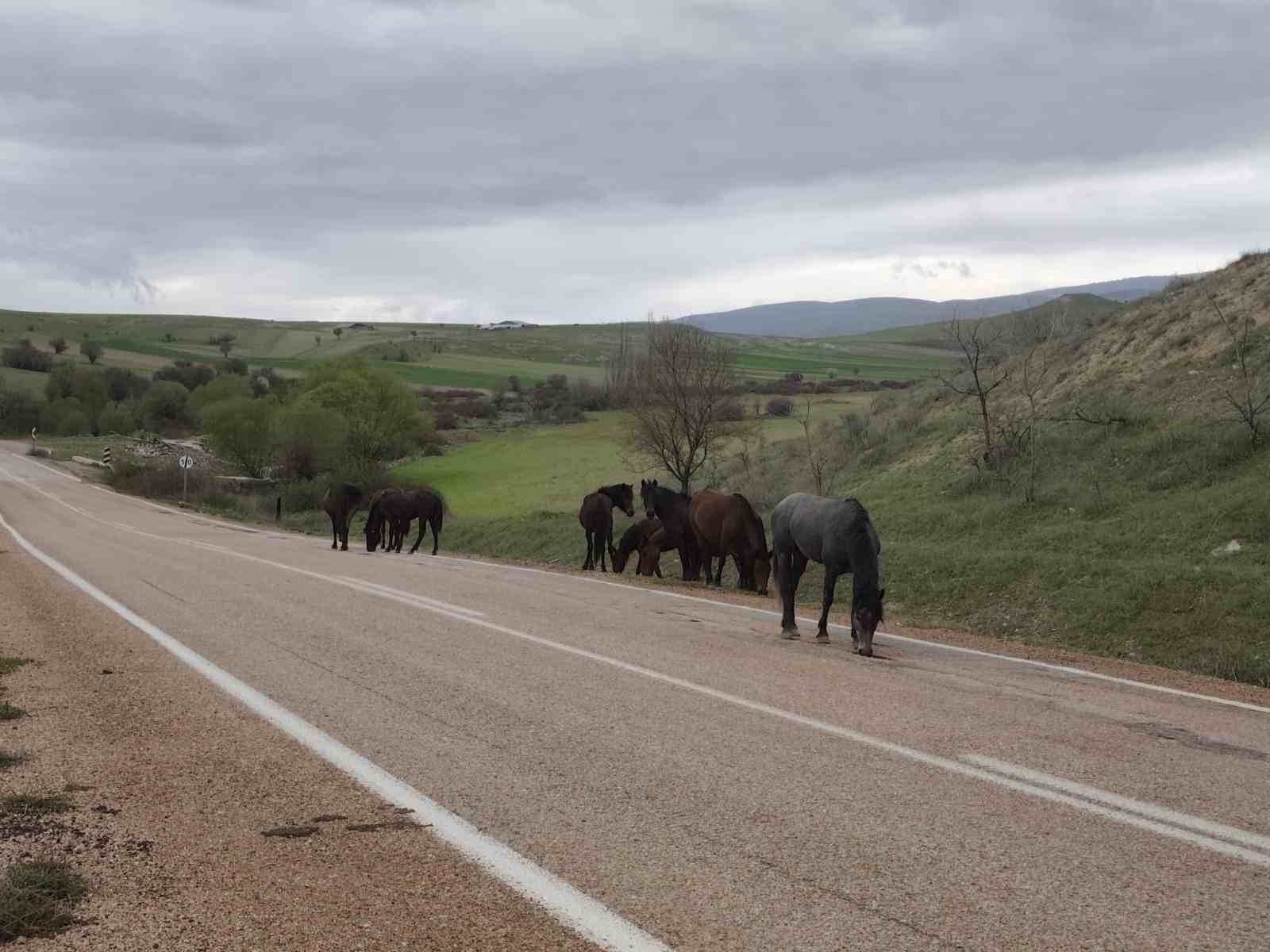 Beypazarı’nda yılkı atları görüntülendi

