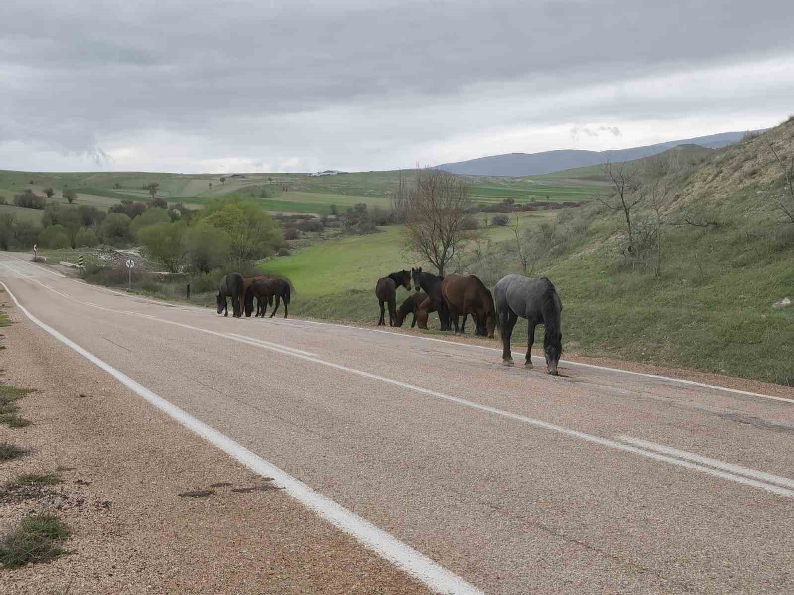 Beypazarı’nda yılkı atları görüntülendi
