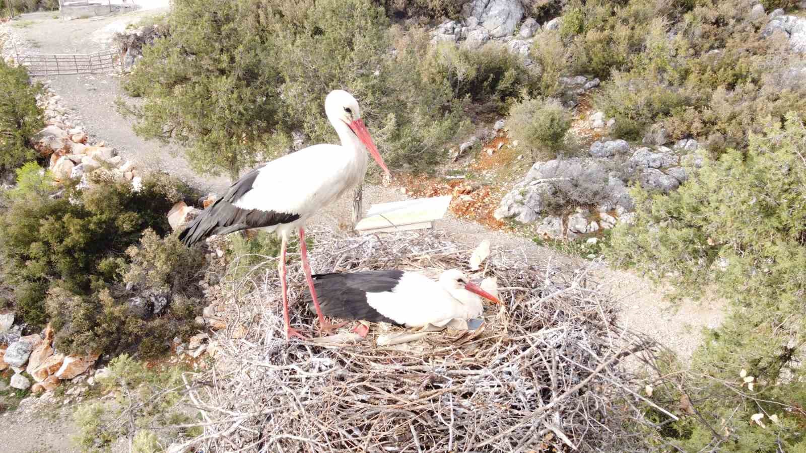 Beyşehir’de yuvalar şenlendi, leylekler vadisi canlandı
