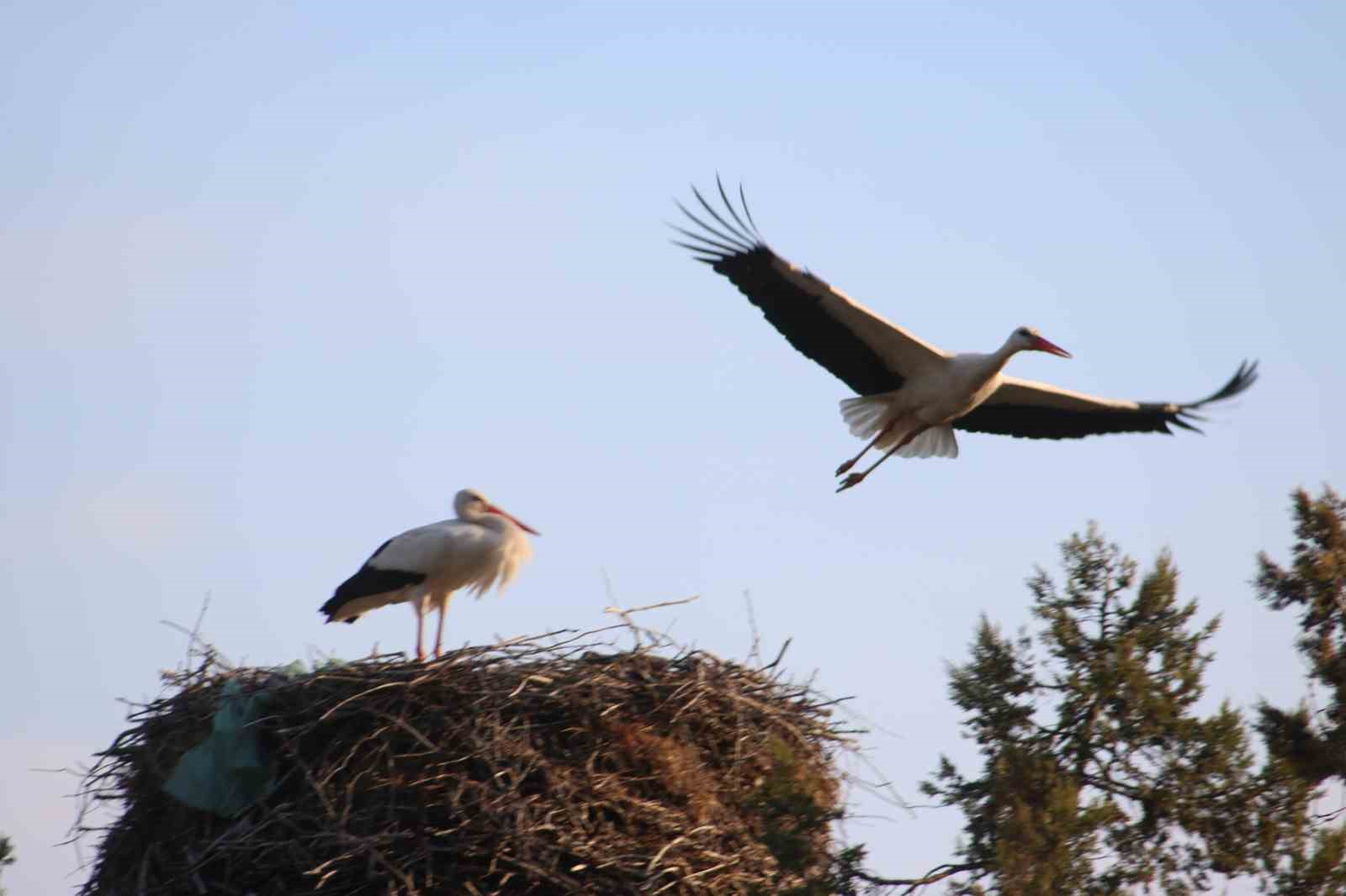 Beyşehir’e bahar leyleklerle geldi
