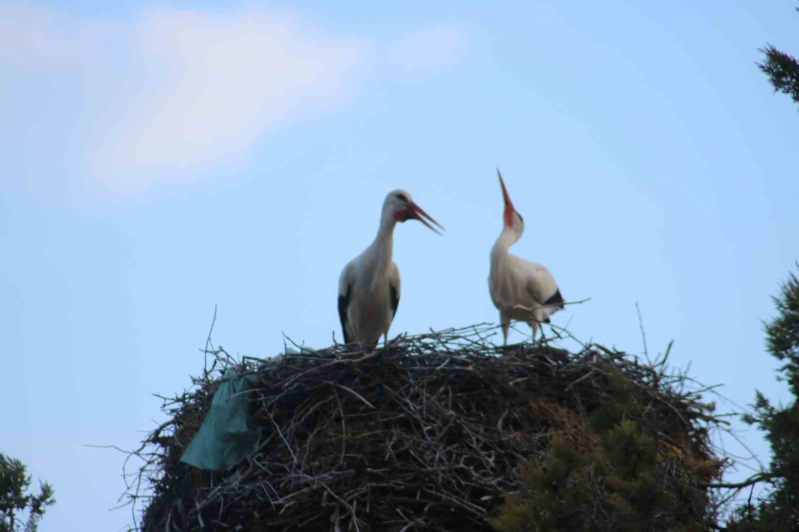 Beyşehir’e bahar leyleklerle geldi
