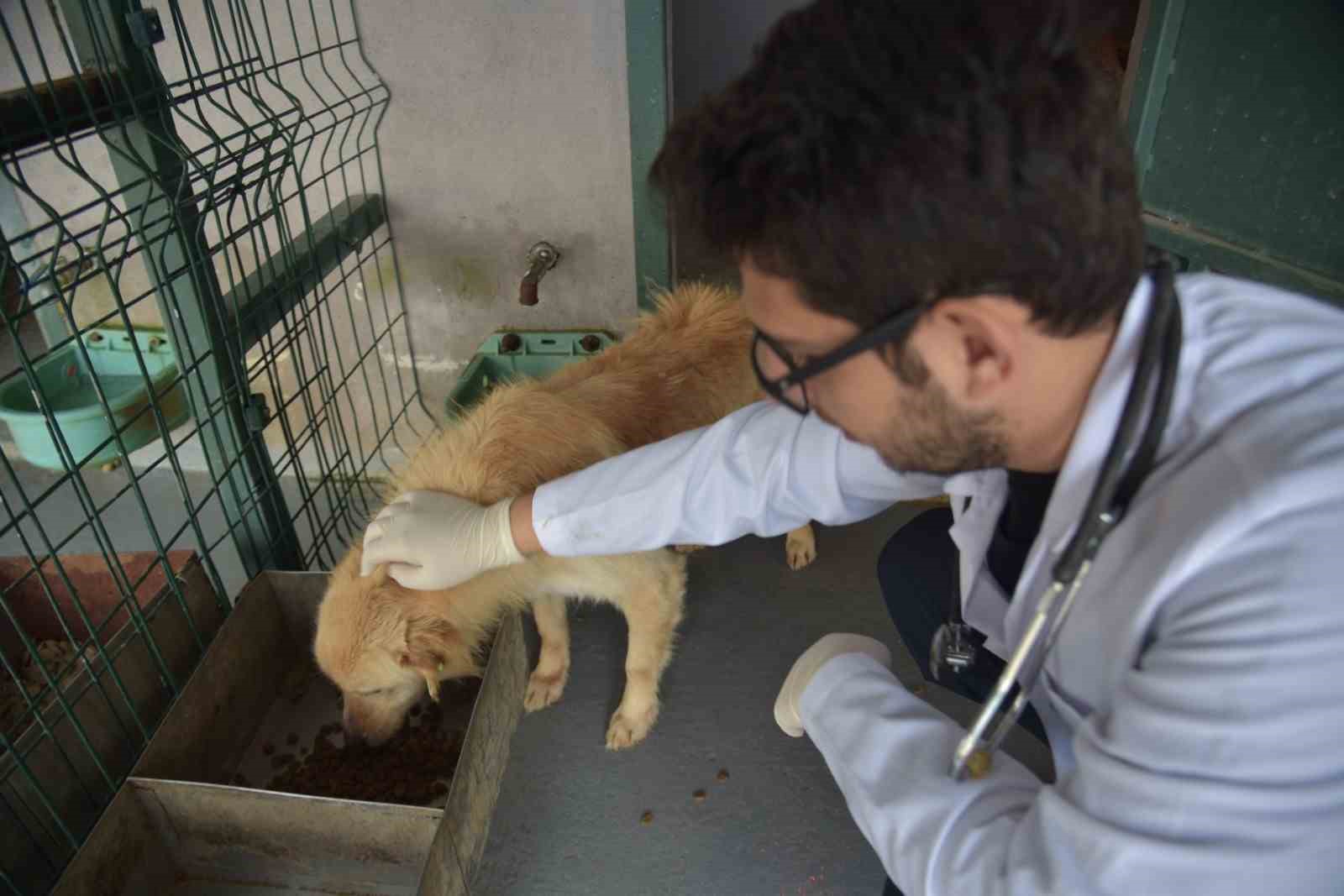 Bilecik Belediyesi Sokak Hayvanları Tedavi ve Rehabilitasyon Merkezi’nde mutlu yaşam
