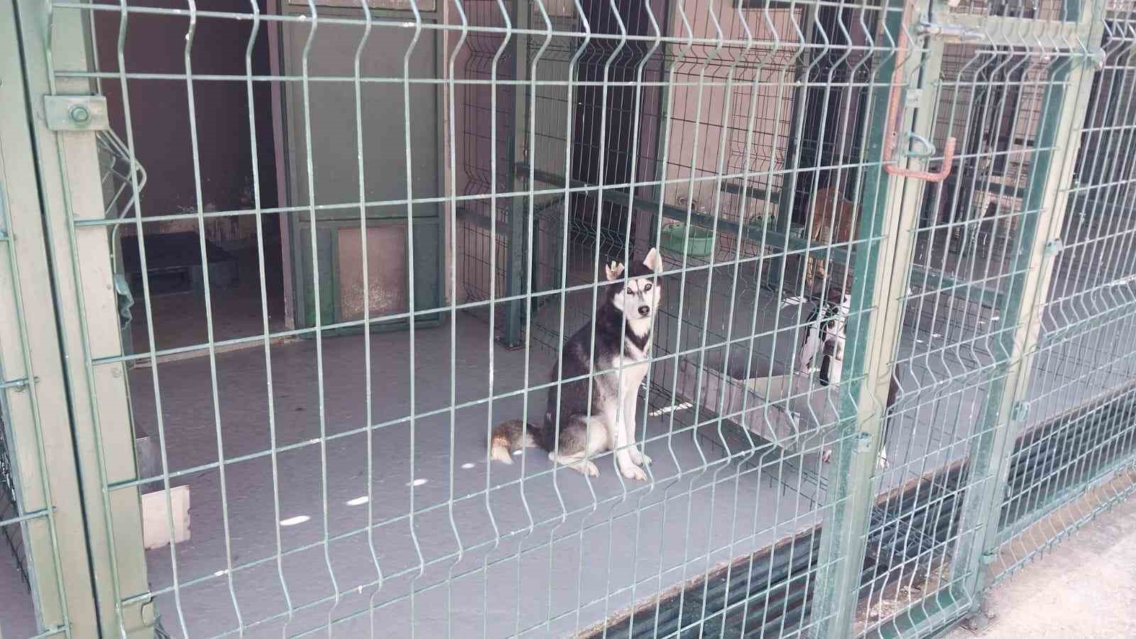 Bilecik Belediyesi Sokak Hayvanları Tedavi ve Rehabilitasyon Merkezi’nde mutlu yaşam
