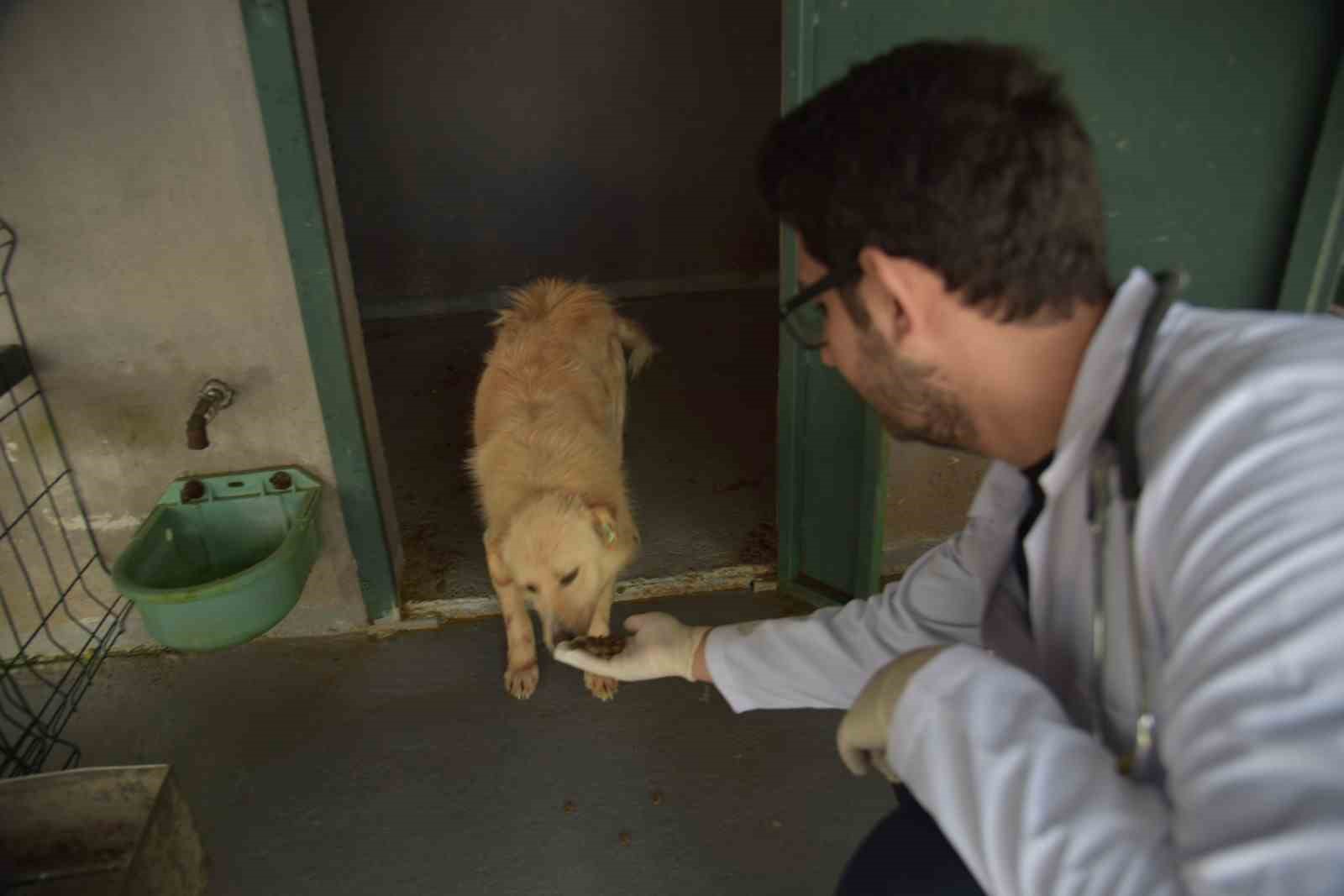 Bilecik Belediyesi Sokak Hayvanları Tedavi ve Rehabilitasyon Merkezi’nde mutlu yaşam
