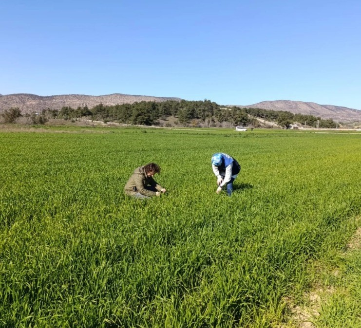 Bilecik’te buğday ekili alanlar denetlendi
