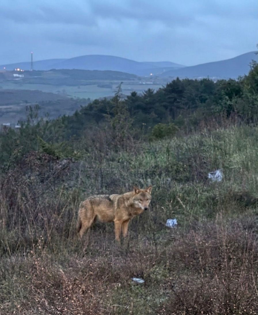 Bilecik’te insanlardan kaçmayan kurt
